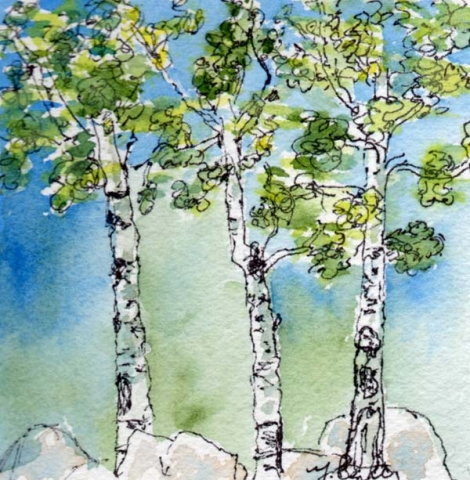 Miniature watercolor and ink painting with three aspen trees near rocks by Mary Benke
