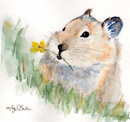 An adorable pika carrying a yellow flower is portrayed in a square format watercolor painting by Mary Benke