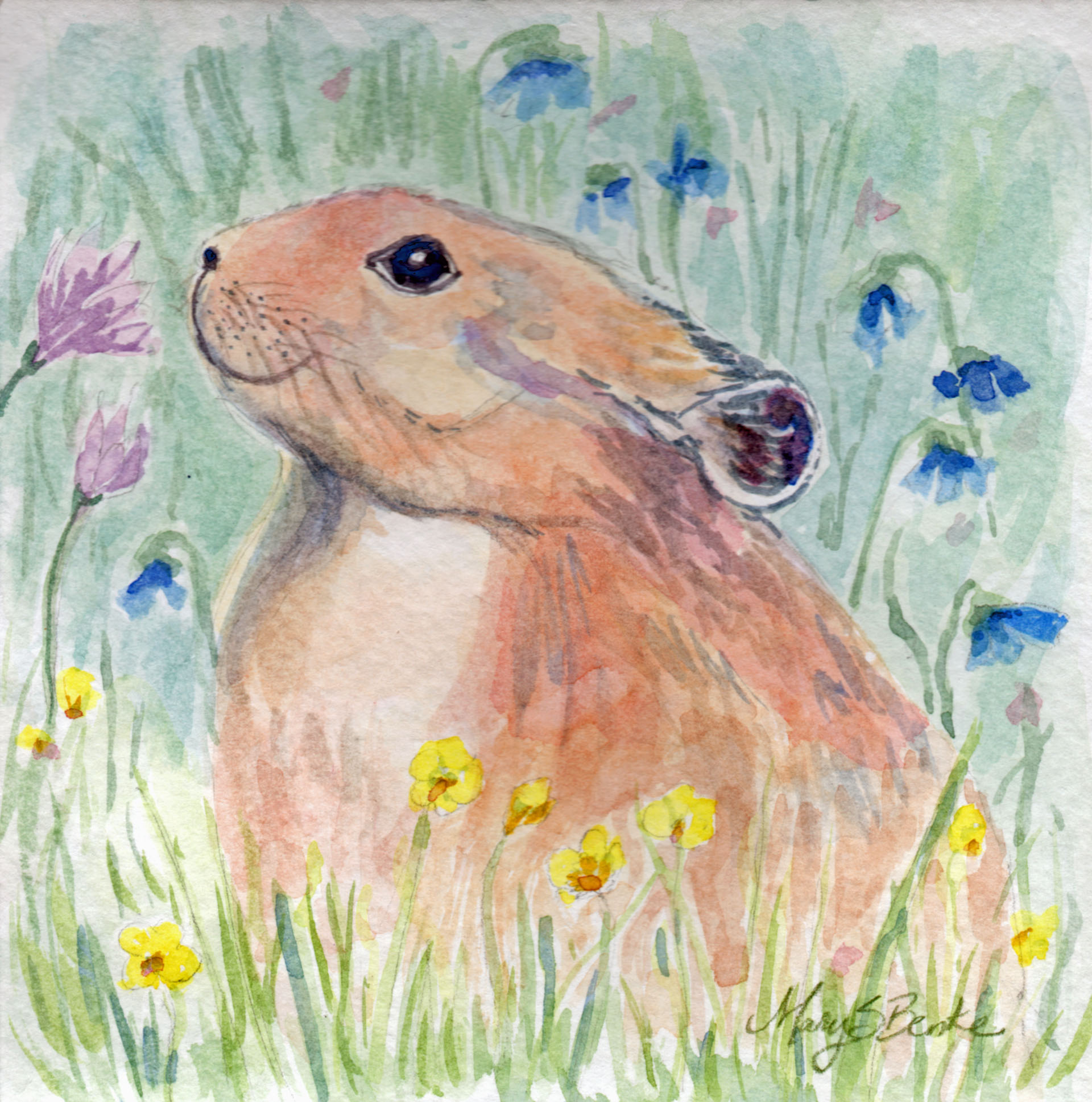 An adorable pika sits in a meadow of wildflowers in this square-format watercolor painting by Mary Benke