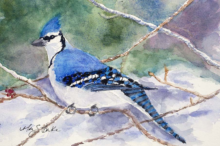 A brilliantly colored stellar blue jay shows off its striking features on a soft snowy background in this detailed watercolor painting by Mary Benke