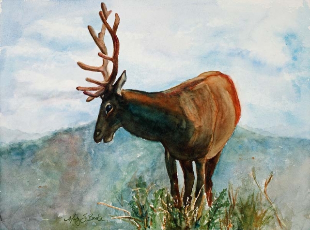A lone bull elk surveys the Colorado landscape in this watercolor painting by Mary Benke