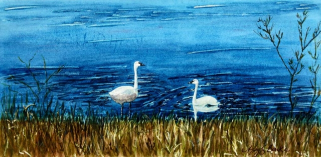 A watercolor landscape/wildlife painting of a pair of swans in a brilliant blue late with golden reeds in the foreground by Mary Benke