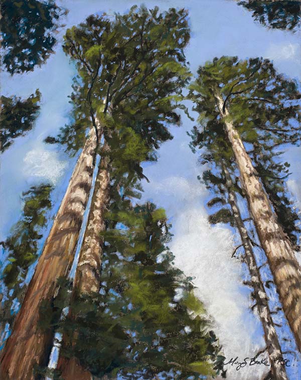 Landscape pastel painting of a view looking through gorgeous sequoia trees up at wispy clouds by Mary Benke