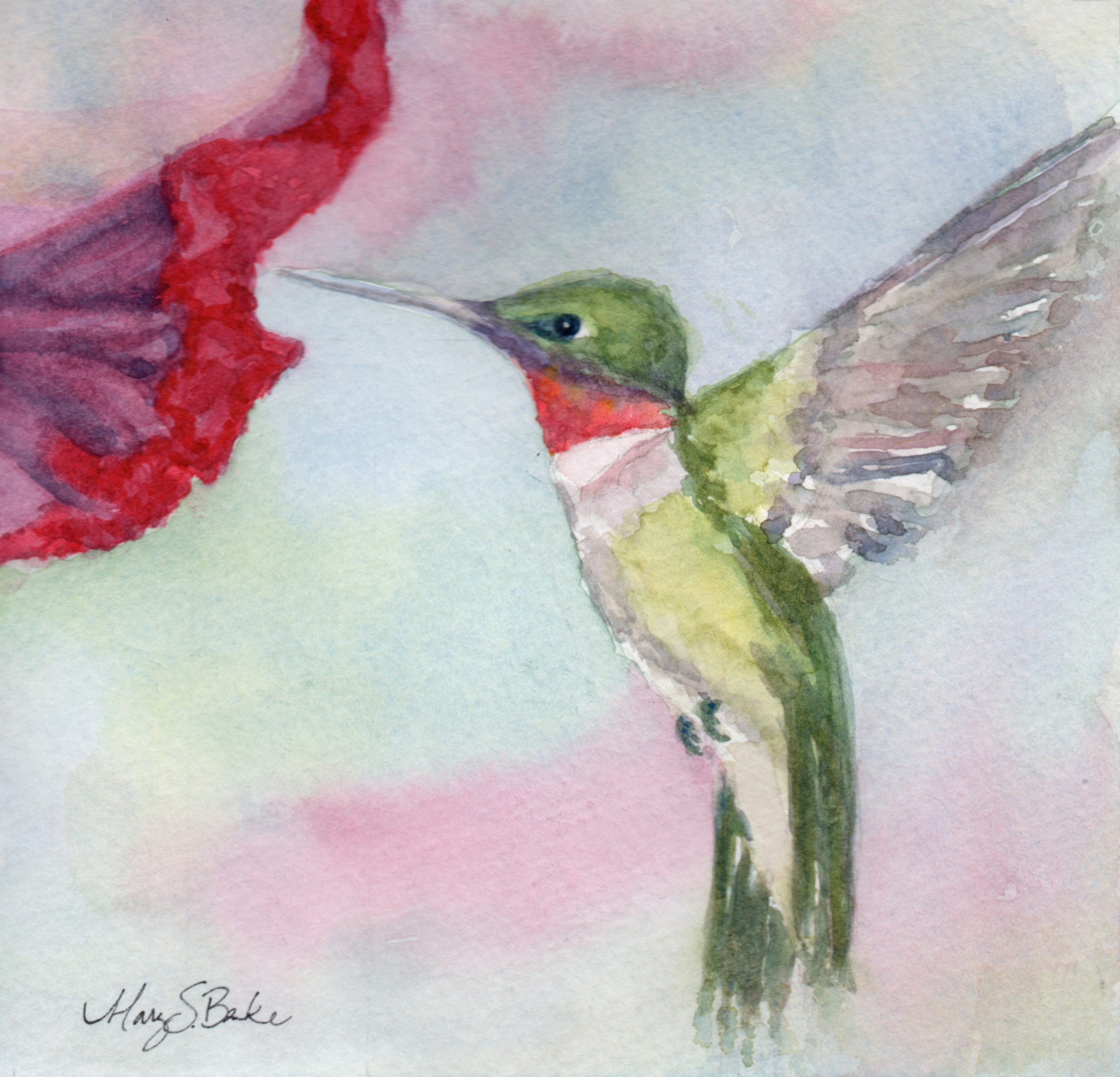 A delicate ruby-throated hummingbird hovers near a petunia in this sweet watercolor portrait in a square format by Mary Benke